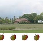 Apples and Pears, English Apples, British Apple Varieties : Tullens Fruit Farm in West Sussex, UK